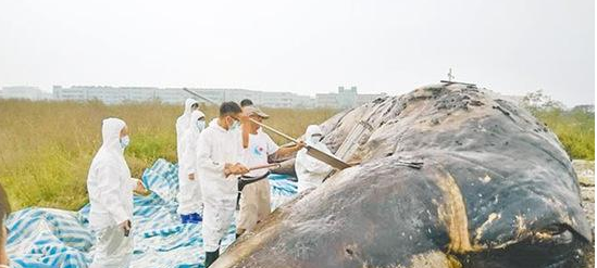 抹香鲸搁浅台湾近海 肚里全是塑料袋